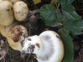 Cortinarius (Phleg.) anserinus (Velen.) Rob. Henry , Buchenwald-Klumpfuß