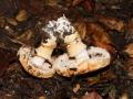 Cortinarius (Phleg.) pseudovulpinus, Gilbender Hainbuchen-Schleimkopf