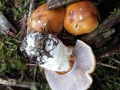 Cortinarius (Phleg.) varius (Schaeff.) Fr. , Ziegelgelber-Klumpfuß , Semmelgelber Klumpfuß