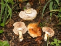 Cortinarius (Phleg.)pseudovulpinus Hry. & Ramm , Gilbender Hainbuchen-Schleimkopf, Fuchsiger Schleimkopf