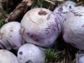 Cortinarius (Ser.) camphoratus (Fr.) Fr. , Bocks-Dickfuß, Stink-Dickfuß (2)