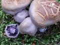 Cortinarius (Ser.) camphoratus (Fr.) Fr. , Bocks-Dickfuß, Stink-Dickfuß (3)