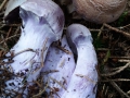 Cortinarius (Ser.) camphoratus (Fr.) Fr. , Bocks-Dickfuß, Stink-Dickfuß