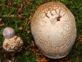 Cortinarius (Ser.) traganus (Fr.: Fr.) Fr. , Safranfleischiger-Dickfuß , Lila-Dickfuß