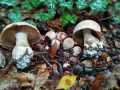 Cortinarius (Ser.) turgidus  Fr. , Tonweißer-Dickfuß