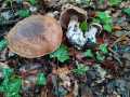 Cortinarius (Ser.) turgidus  Fr. , Tonweißer-Dickfuß