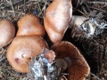 Cortinarius (Tel.) solis-occasus Melot , Abendrot-Gürtelfuß