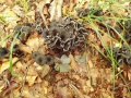 Craterellus cinereus (Pers.: Fr.) Pers. , Grauer Leistling