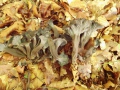 Craterellus cinereus (Pers.: Fr.) Pers. , Grauer Leistling