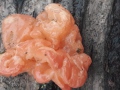 Craterocolla cerasi (Tul.) Bref. , Kraterpilz , Kirschbaumgallertpilz