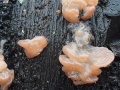 Craterocolla cerasi (Tul.) Bref. , Kraterpilz , Kirschbaumgallertpilz