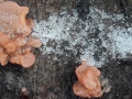 Craterocolla cerasi (Tul.) Bref. , Kraterpilz , Kirschbaumgallertpilz
