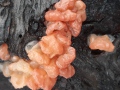 Craterocolla cerasi (Tul.) Bref. , Kraterpilz , Kirschbaumgallertpilz