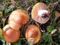 Cuphophyllus pratensis (Pers.:Fr.) Bon , Wiesen-Ellerling