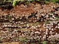 Xylobolus frustulatus (Pers.: Fr.) Boidin , Mosaik-Schichtpilz