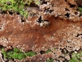 Xylobolus frustulatus (Pers.: Fr.) Boidin , Mosaik-Schichtpilz