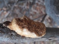 Dichomitus campestris (Quél.) Domanski & Orlicz , Schwärzender Porling , Schwärzender Ast-Porling , Haselporling