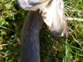 Entoloma bloxamii (Berk. & Broome) Sacc. , Blauer Rötling