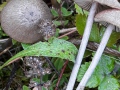 Entoloma juncinum (Kühner & Romagn.) Noordel. , Rundlichsporiger Rötling , Grobgeriefter Rötling , Binsenstieliger Rötling