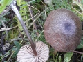Entoloma juncinum (Kühner & Romagn.) Noordel. , Rundlichsporiger Rötling , Grobgeriefter Rötling , Binsenstieliger Rötling