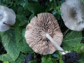 Entoloma mougeotii (Quél.) Hesler , Schiefergrauer Rötling , Schiefergrauer Zärtling , Lilablauer Nabelrötling