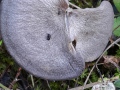 Entoloma mougeotii (Quél.) Hesler , Schiefergrauer Rötling , Schiefergrauer Zärtling , Lilablauer Nabelrötling