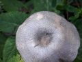 Entoloma mougeotii (Quél.) Hesler , Schiefergrauer Rötling , Schiefergrauer Zärtling , Lilablauer Nabelrötling