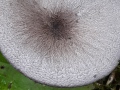 Entoloma mougeotii (Quél.) Hesler , Schiefergrauer Rötling , Schiefergrauer Zärtling , Lilablauer Nabelrötling