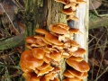 Flammulina velutipes (Curtis :Fr.) Singer agg. , Gemeiner-Samtfußrübling