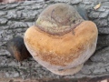 Fomitiporia robusta (P. Karst.) Fiasson & Niemelä , Eichen-Feuerschwamm