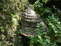 Fomitopsis pinicola (Sw.:Fr.) Karst., Rotrandiger Baumschwamm