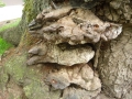 Ganoderma adspersum (Schulzer) Donk , Wulstiger Lackporling