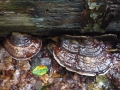 Ganoderma applanatum (Pers.) Pat. , Flacher Lackporling