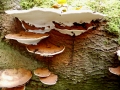 Ganoderma applanatum (Pers.) Pat., Flacher Lackporling