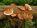 Ganoderma lucidum (Curtis: Fr.) P. Karst. , Glänzender-Lackporling