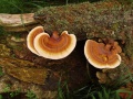 Ganoderma lucidum (Curtis: Fr.) P. Karst. , Glänzender-Lackporling