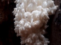 Hericium coralloides (Scop.: Fr.) Pers. , Ästiger-Stachelbar