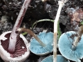 Melanophyllum eyrei (Massee) Singer, Grünblättriger Buntkörnchenschirmling