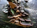 Fuscoporia viticola (Schwein.: Fr.) Murrill , Dünner Feuerschwamm