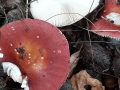 Russula velenowskyi Melzer & Zvára , Ziegelroter Täubling