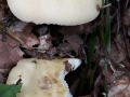 Russula violeipes Quél. , Violettstieliger Täubling , Violettstieliger Pfirsich-Täubling