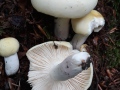 Russula violeipes Quél. , Violettstieliger Täubling , Violettstieliger Pfirsich-Täubling