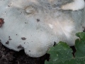 Russula virescens (Schaeff.) Fr. , Grünfeldriger Täubling