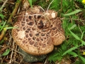 Sarcodon imbricatus (L.) Karst. , Habichtspilz (2)