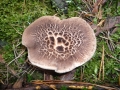 Sarcodon imbricatus (L.) Karst. , Habichtspilz
