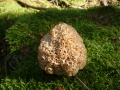 Sparassis crispa (Wulfen ex Jacq.) Fr. , Krause Glucke