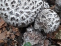 Strobilomyces strobilaceus (Scop.: Fr.) Berk., Strubbelkopf-Röhrling