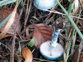 Stropharia caerulea Kreisel , Blauer Träuschling