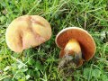 Suillelus luridus (Schaeff.: Fr.) Murrill , Netzstieliger Hexen-Röhrling