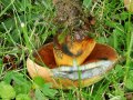 Suillelus luridus (Schaeff.: Fr.) Murrill , Netzstieliger Hexen-Röhrling